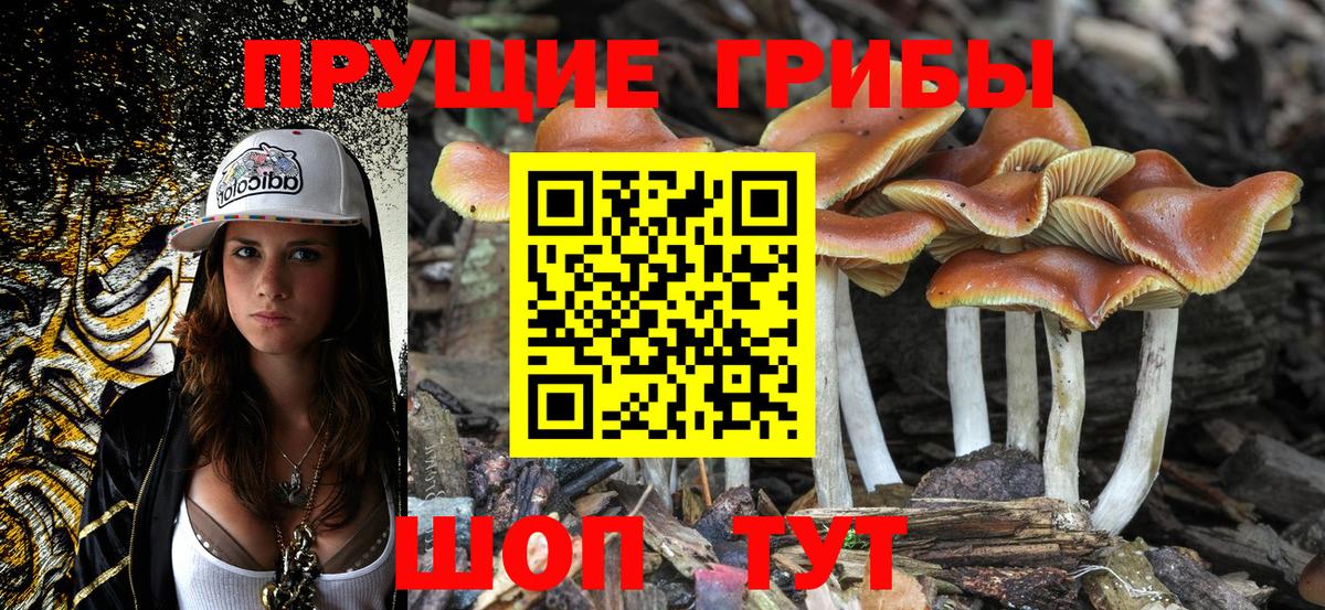Димитровград  Псилоцибиновые грибы GOLDEN TEACHER  Вход с VPN  Псилоцибиновые грибы Psilocybe 